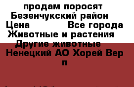 продам поросят .Безенчукский район  › Цена ­ 2 500 - Все города Животные и растения » Другие животные   . Ненецкий АО,Хорей-Вер п.